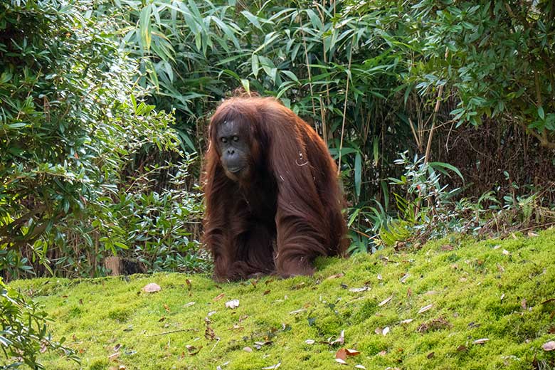 Weiblicher Orang-Utan CHEEMO am 22. Februar 2023 auf der Außenanlage am Menschenaffen-Haus im Grünen Zoo Wuppertal