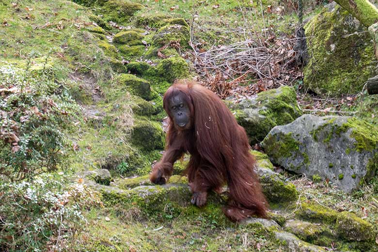 Weiblicher Orang-Utan CHEEMO am 22. Februar 2023 auf der Außenanlage am Menschenaffen-Haus im Zoologischen Garten Wuppertal