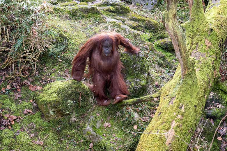 Weiblicher Orang-Utan CHEEMO am 22. Februar 2023 auf der Außenanlage am Menschenaffen-Haus im Zoo Wuppertal