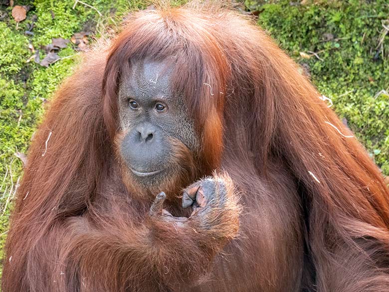 Weiblicher Orang-Utan CHEEMO am 22. Februar 2023 auf der Außenanlage am Menschenaffen-Haus im Zoologischen Garten der Stadt Wuppertal