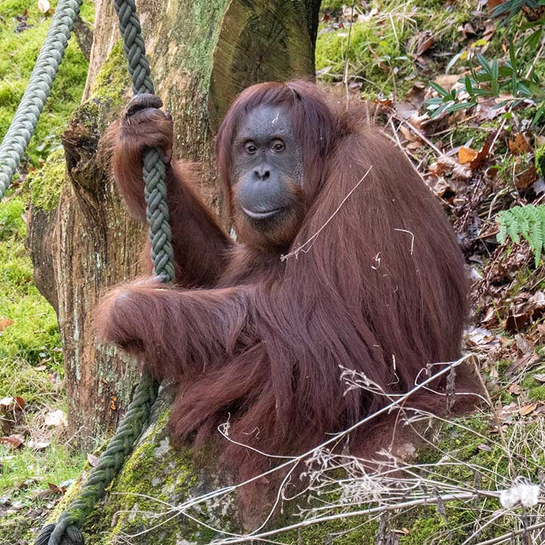 Weiblicher Orang-Utan CHEEMO am 22. Februar 2023 auf der Außenanlage am Menschenaffen-Haus im Grünen Zoo Wuppertal
