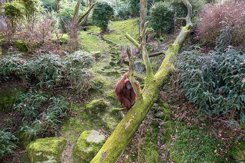 Weiblicher Orang-Utan JAKOWINA am 22. Februar 2023 auf der Außenanlage am Menschenaffen-Haus im Zoologischen Garten Wuppertal