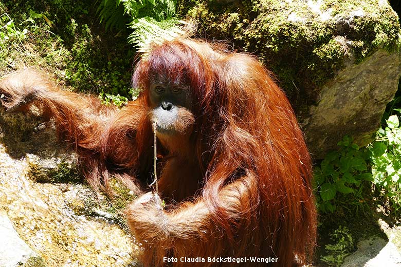 Weiblicher Orang-Utan JAKOWINA am 25. Juni 2024 auf der Außenanlage am Menschenaffen-Haus im Zoologischen Garten Wuppertal (Foto Claudia Böckstiegel-Wengler)