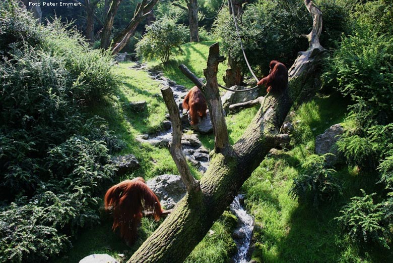 Orang-Utan im Wuppertaler Zoo im (Foto Peter Emmert)