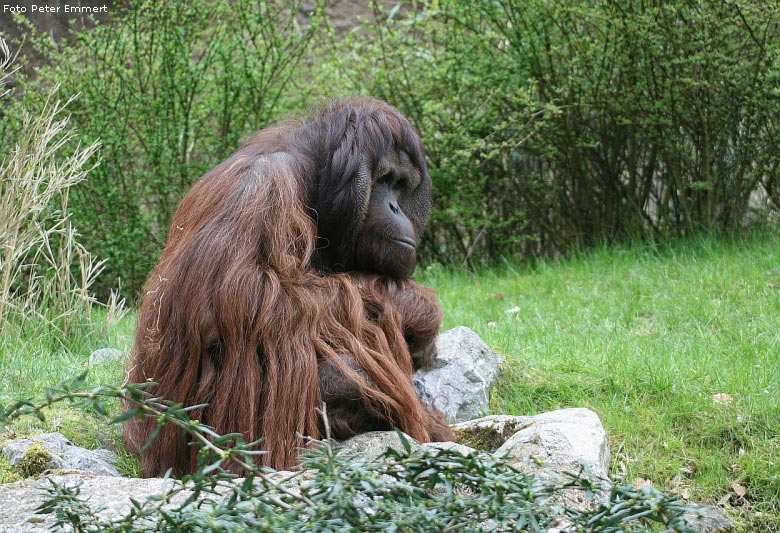 Orang-Utan im Wuppertaler Zoo im (Foto Peter Emmert)