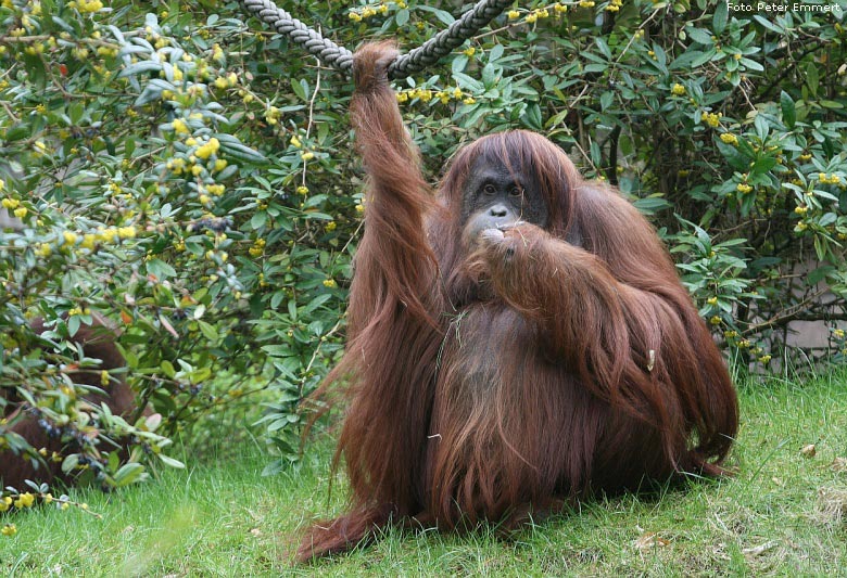 Orang-Utan im Zoo Wuppertal im (Foto Peter Emmert)