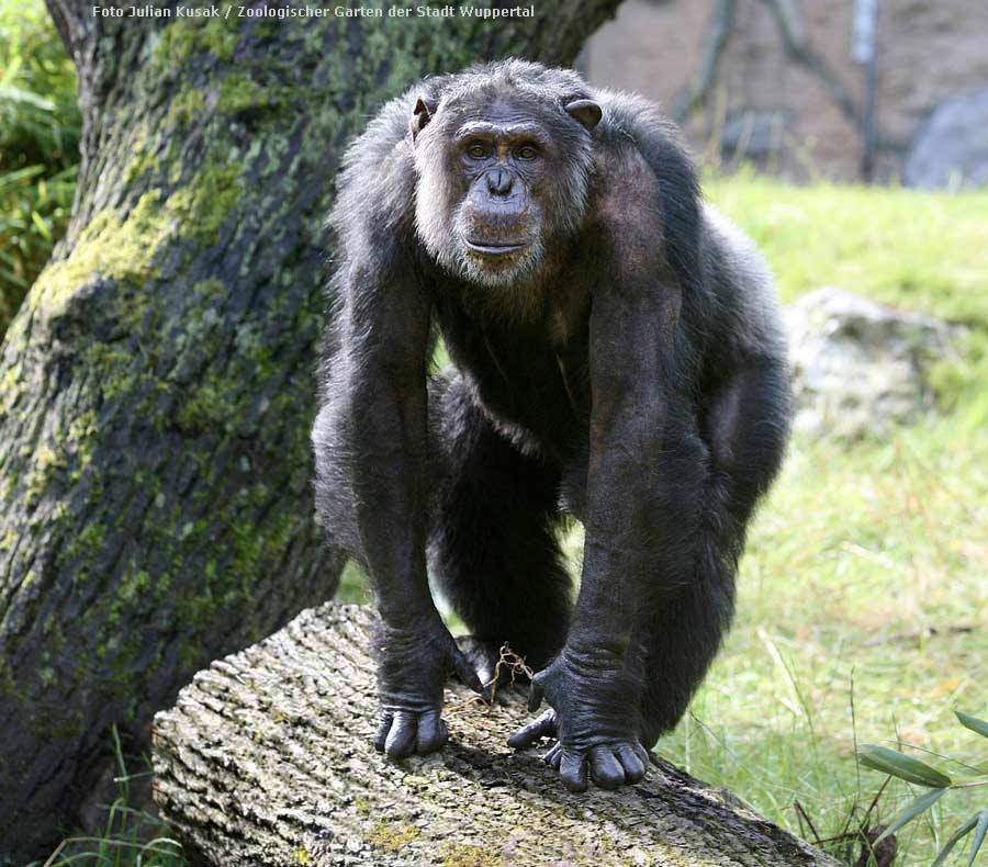 Schimpanse Epulu auf der Außenanlage im Wuppertaler Zoo am 7. Juli 2014 (Foto Julian Kusak - Zoologischer Garten der Stadt Wuppertal)