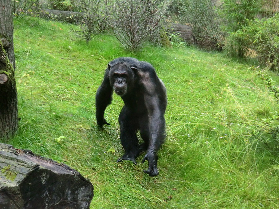 Schimpanse Epulu auf der Außenanlage im Zoo Wuppertal am 13. Juli 2014