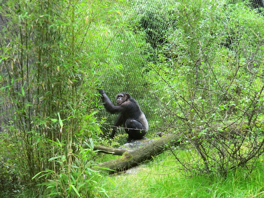 Schimpanse Epulu auf der Außenanlage im Wuppertaler Zoo am 13. Juli 2014