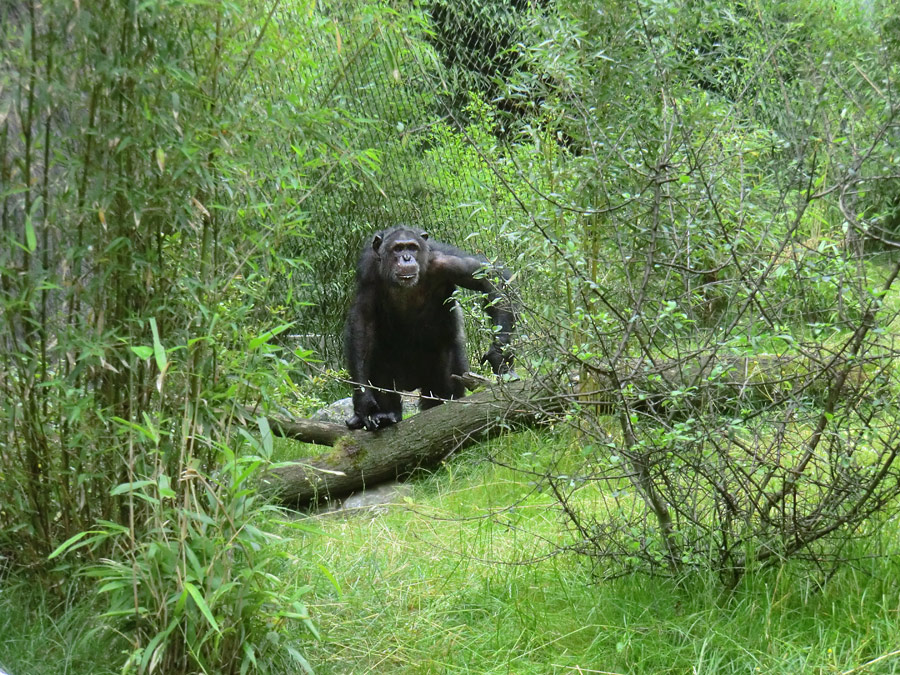 Schimpanse Epulu auf der Außenanlage im Zoo Wuppertal am 13. Juli 2014