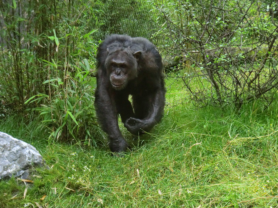 Schimpanse Epulu auf der Außenanlage im Zoologischen Garten Wuppertal am 13. Juli 2014