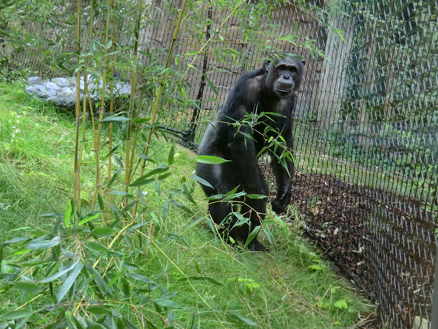 Schimpanse Epulu auf der Außenanlage im Wuppertaler Zoo am 13. Juli 2014