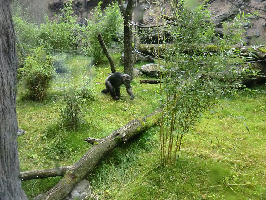 Schimpansin Kitoto auf der Außenanlage im Zoo Wuppertal am 13. Juli 2014