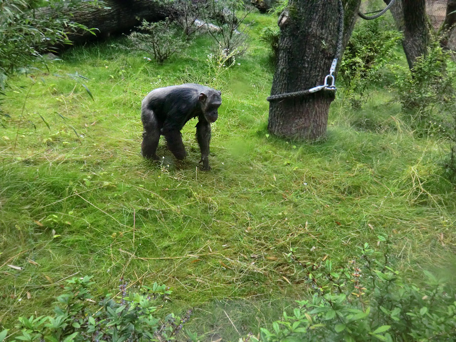 Schimpansin Kitoto auf der Außenanlage im Zoologischen Garten Wuppertal am 13. Juli 2014