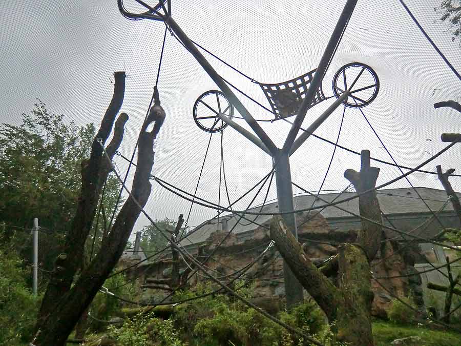 Schimpansin Kitoto auf der Außenanlage im Zoo Wuppertal am 13. Juli 2014