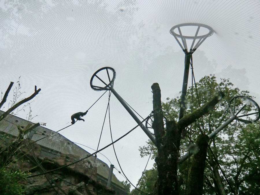 Schimpansin Kitoto auf der Außenanlage im Zoologischen Garten Wuppertal am 13. Juli 2014