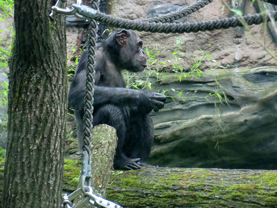 Schimpanse Epulu auf der Außenanlage im Zoo Wuppertal am 13. Juli 2014