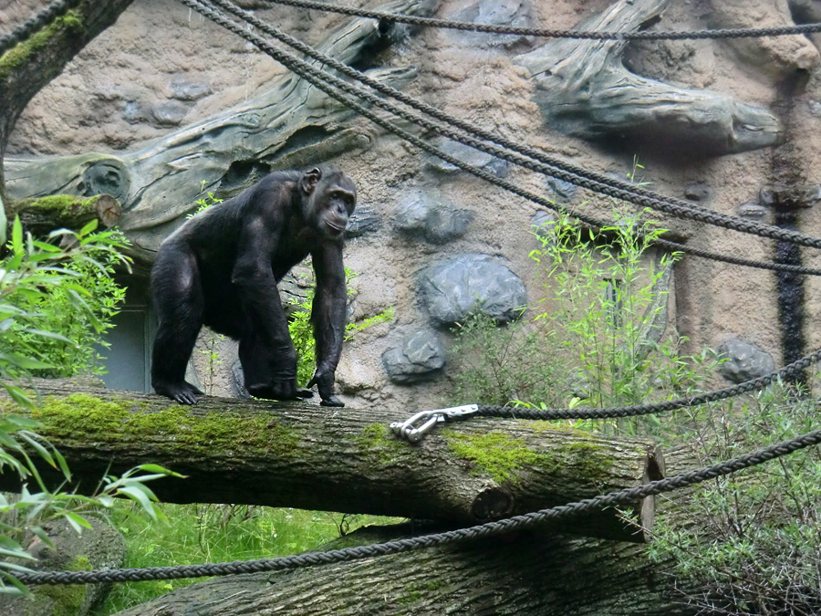 Schimpanse Epulu auf der Außenanlage im Zoologischen Garten Wuppertal am 13. Juli 2014