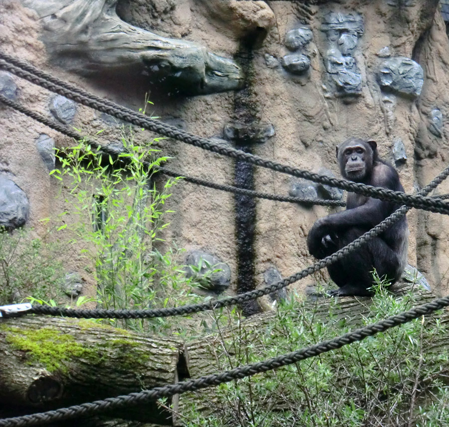 Schimpanse Epulu auf der Außenanlage im Wuppertaler Zoo am 13. Juli 2014