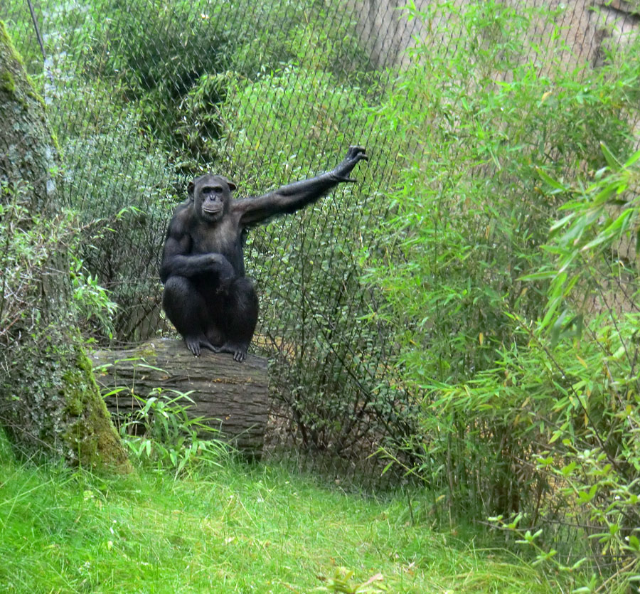 Schimpanse Epulu auf der Außenanlage im Zoo Wuppertal am 13. Juli 2014