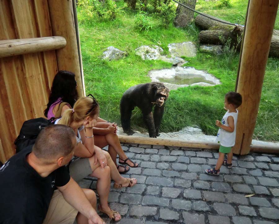 Schimpanse Epulu auf der Freianlage im Zoologischen Garten Wuppertal am 17. Juli 2014