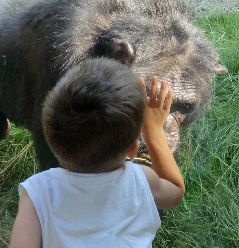 Schimpanse Epulu auf der Freianlage im Zoo Wuppertal am 17. Juli 2014