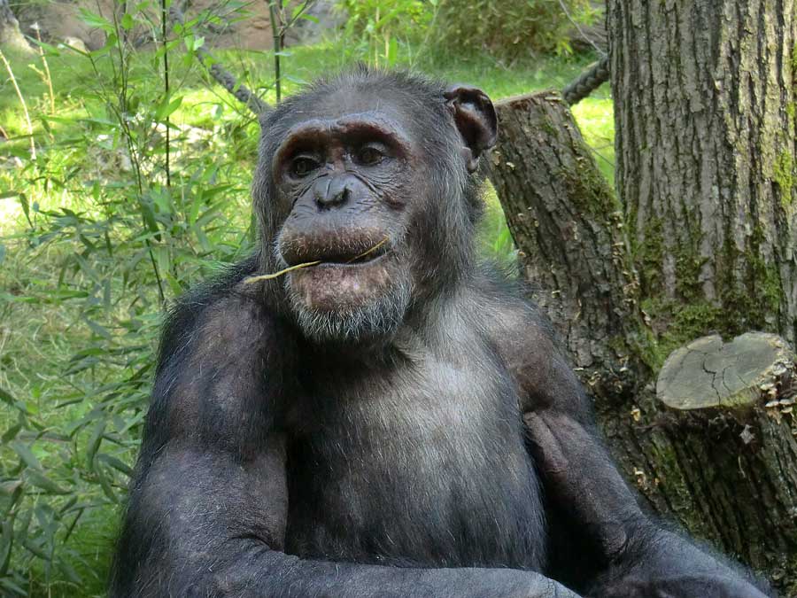 Schimpanse Epulu auf der Freianlage im Wuppertaler Zoo am 17. Juli 2014