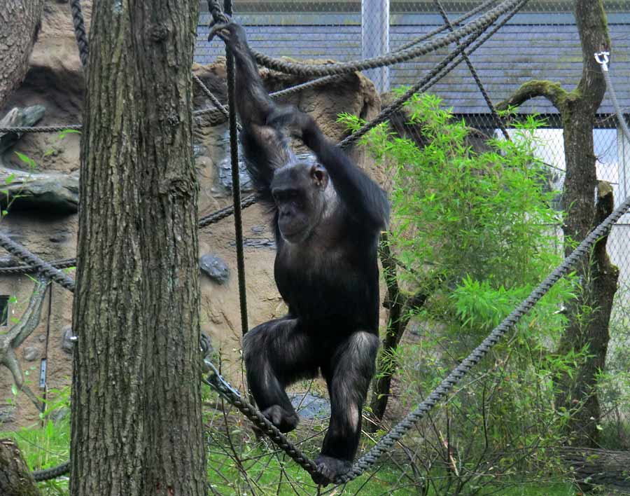 Schimpansin Kitoto auf der Freianlage im Zoologischen Garten Wuppertal am 17. Juli 2014