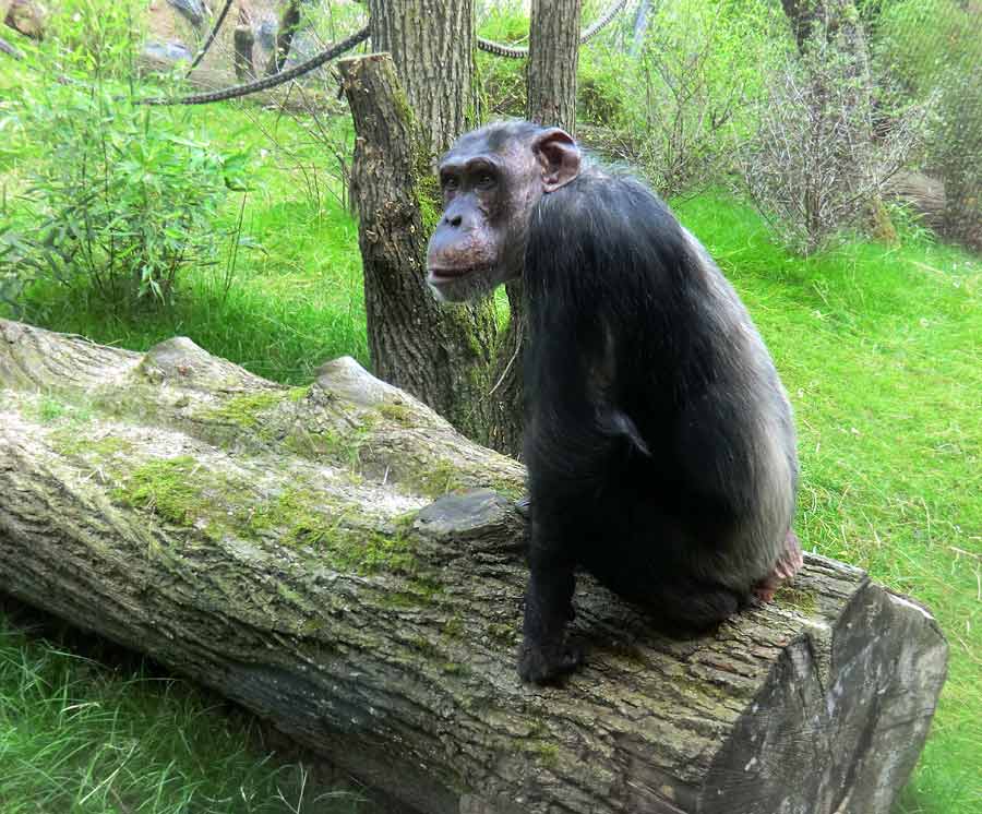 Schimpansin Kitoto auf der Freianlage im Wuppertaler Zoo am 17. Juli 2014