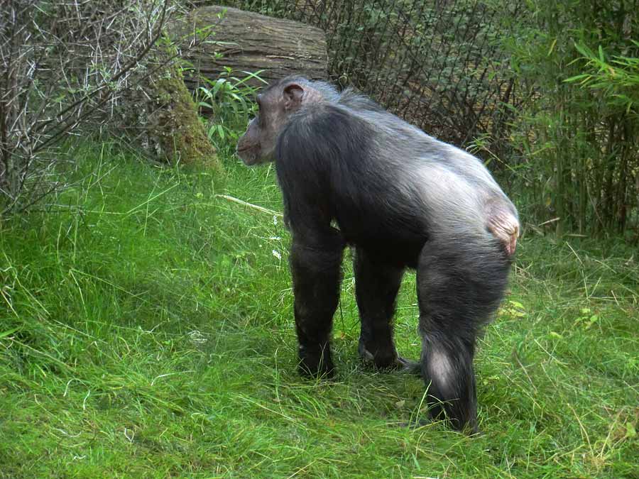 Schimpansin Kitoto auf der Freianlage im Wuppertaler Zoo am 17. Juli 2014