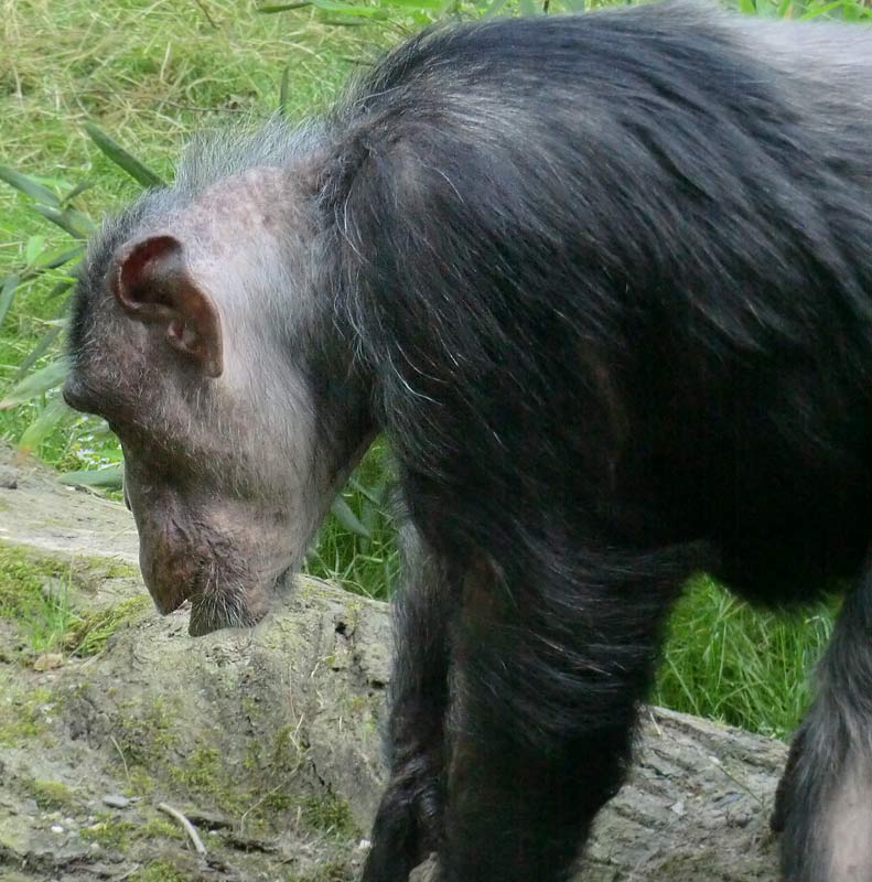 Schimpansin Kitoto auf der Freianlage im Zoologischen Garten Wuppertal am 17. Juli 2014