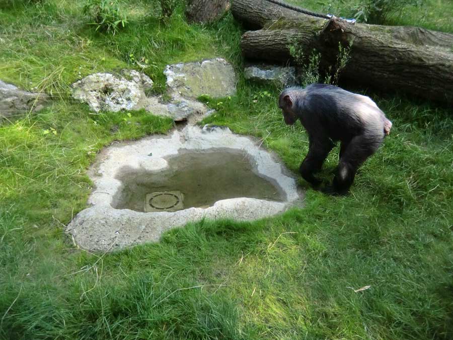 Schimpansin Kitoto auf der Freianlage im Wuppertaler Zoo am 17. Juli 2014