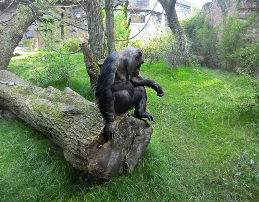 Schimpansin Kitoto auf der Freianlage im Zoologischen Garten Wuppertal am 17. Juli 2014