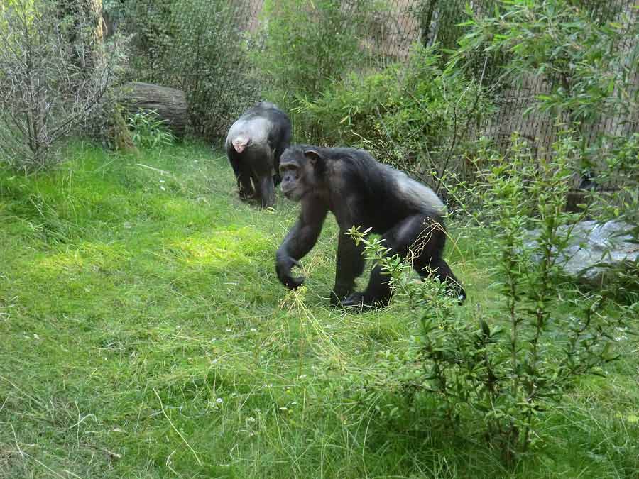 Schimpansin Kitoto und Schimpanse Epulu auf der Freianlage im Wuppertaler Zoo am 17. Juli 2014