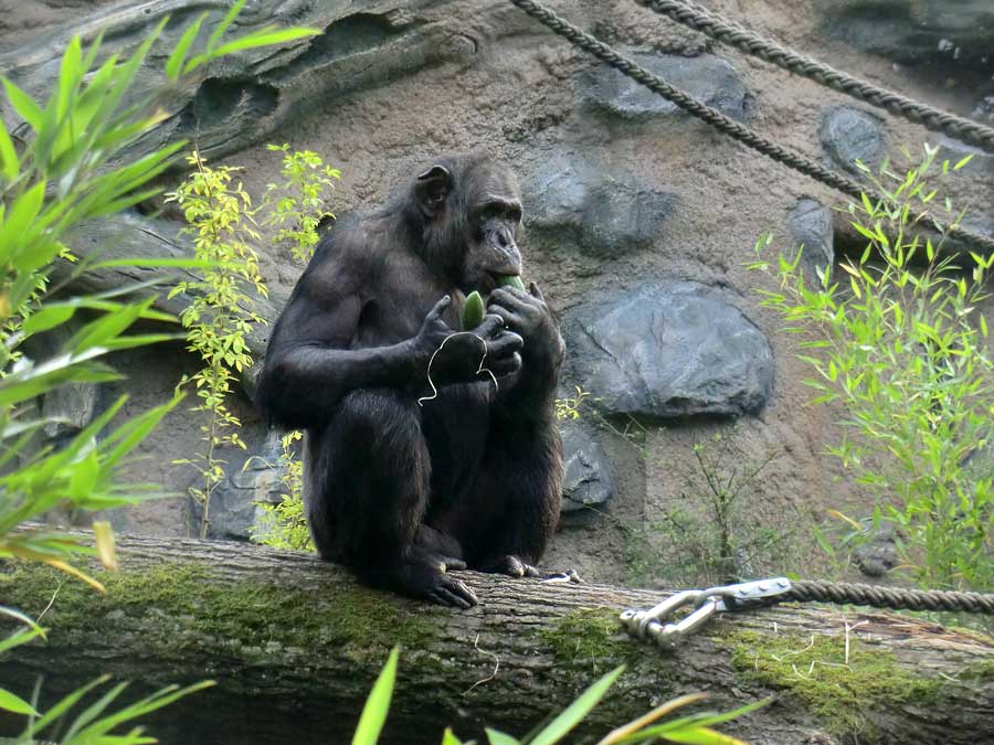 Schimpanse Epulu auf der Freianlage im Zoologischen Garten Wuppertal am 4. September 2014