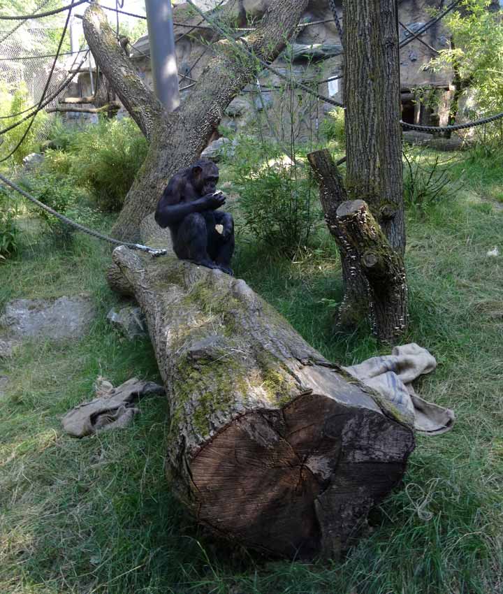 Schimpanse Epulu auf der Freianlage im Zoo Wuppertal am 1. Juli 2015