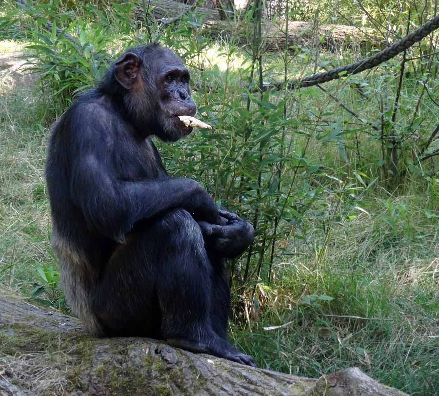 Schimpanse Epulu auf der Freianlage im Zoologischen Garten Wuppertal am 1. Juli 2015