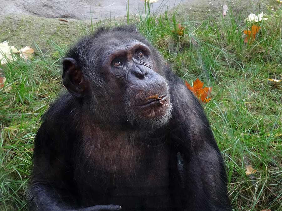 Schimpanse Epulu auf der Freianlage im Zoo Wuppertal am 26. Oktober 2015