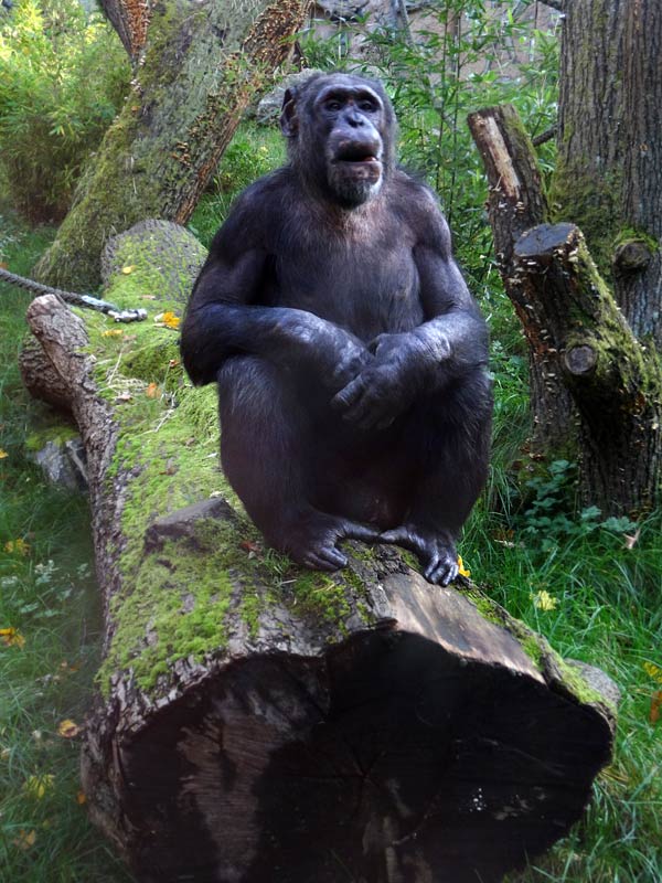 Schimpanse Epulu auf der Freianlage im Zoo Wuppertal am 26. Oktober 2015