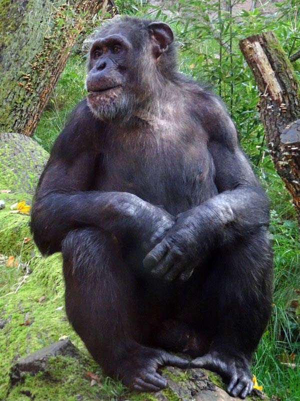 Schimpanse Epulu auf der Freianlage im Zoologischen Garten Wuppertal am 26. Oktober 2015