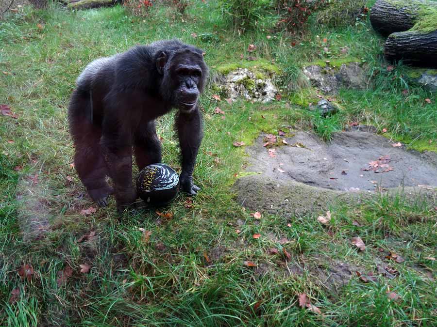 Schimpanse Epulu auf der Freianlage im Zoo Wuppertal am 8. November 2015