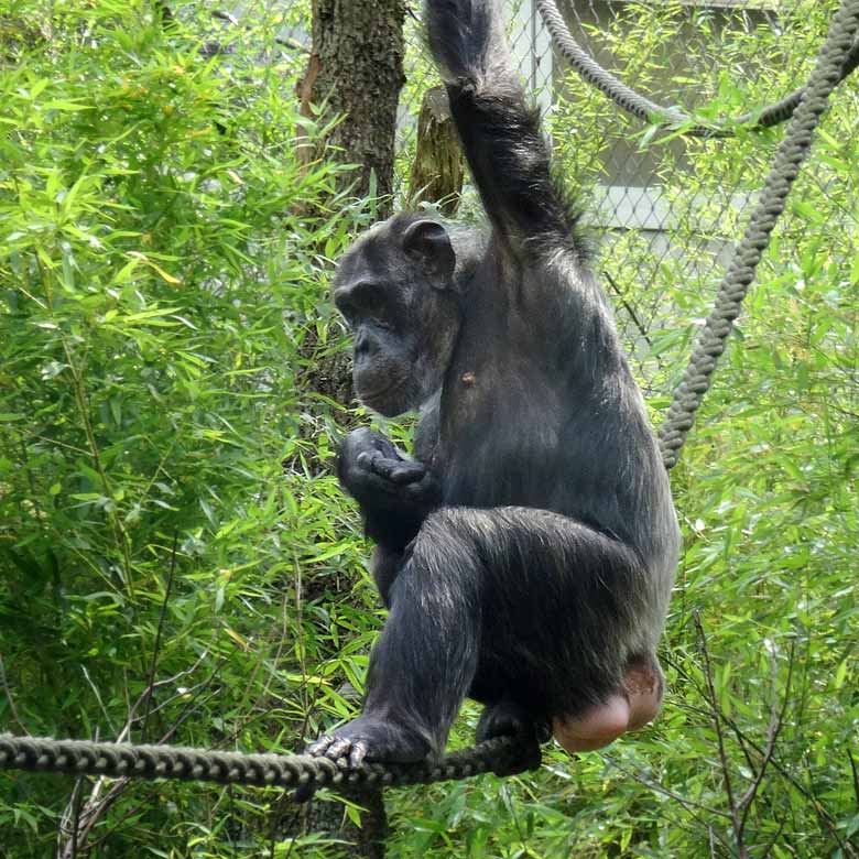Schimpansin "Kitoto" am 22. Juli 2016 auf der Außenanlage im Zoologischen Garten der Stadt Wuppertal