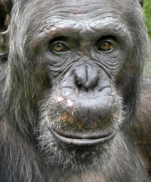 Schimpanse Epulu im Wuppertaler Zoo am 16. Juli 2017