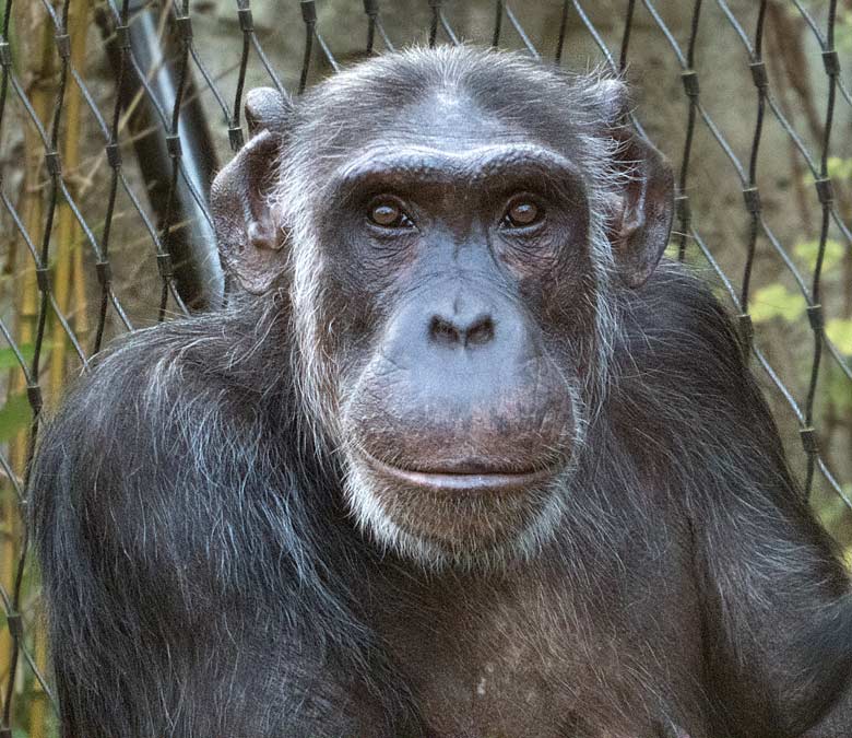 Schimpansin KITOTO am 3. November 2017 auf der Außenanlage am Menschenaffenhaus im Zoo Wuppertal
