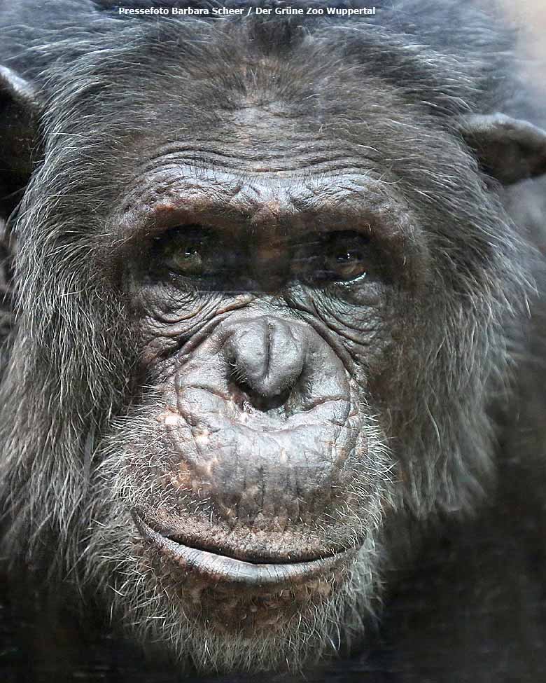 Schimpanse EPULU am 6. Dezember 2017 im Wuppertaler Zoo (Pressefoto Barbara Scheer - Der Grüne Zoo Wuppertal)