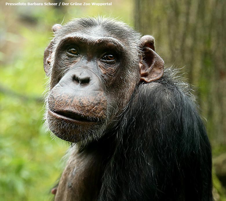 Schimpansin KITOTO am 6. Dezember 2017 im Grünen Zoo Wuppertal (Pressefoto Barbara Scheer - Der Grüne Zoo Wuppertal)