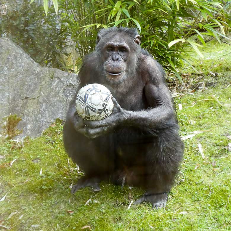 Schimpanse EPULU am 25. März 2018 auf der Außenanlage im Zoologischen Garten Wuppertal