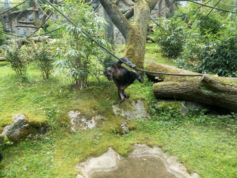 Schimpansin KITOTO am 28. April 2018 auf der Außenanlage im Grünen Zoo Wuppertal