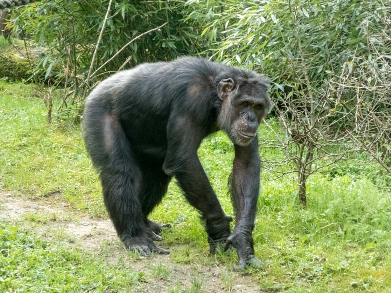 Schimpanse EPULU am 28. April 2018 auf der Außenanlage im Zoologischen Garten der Stadt Wuppertal