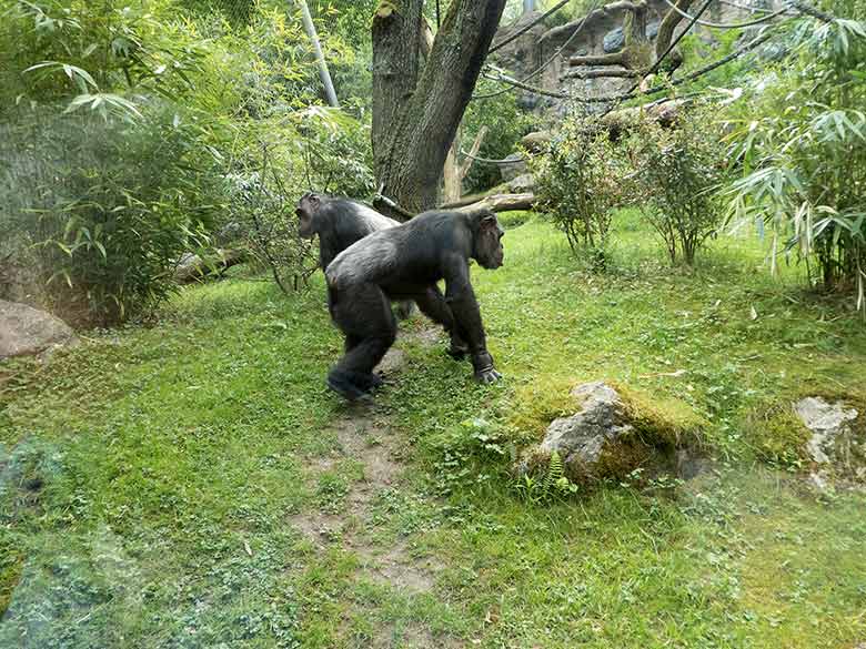 Schimpanse EPULU und Schimpansin KITOTO am 28. April 2018 auf der Außenanlage am Menschenaffenhaus im Grünen Zoo Wuppertal